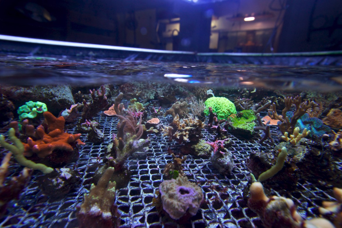 Boutures de coraux durs et mous © Philippe Henry / OCEAN71 Magazine