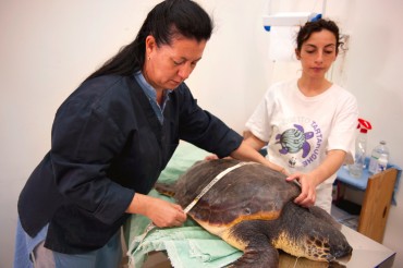 Before the surgery, Daniela Freggi and Daria Collodoro weigh and measure the turtles © Philippe Henry / OCEAN71 Magazine