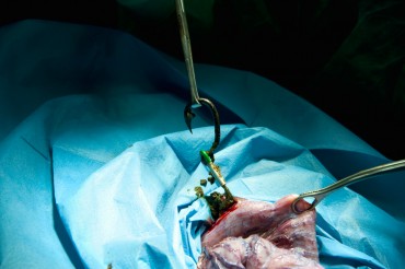 Une fois les deux couches de peau proche de la patte arrière incisées, le chirurgien localise l'hameçon puis incise les intestins. L'opération ne fait que commencer. Il faudra une dizaine d'incisions pour pouvoir extraire complètement le bon mètre de fil nylon © Philippe Henry / OCEAN71 Magazine