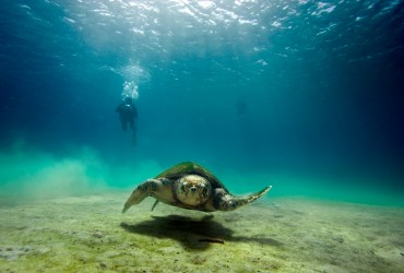 Maladroite à terre, les tortues marines sont d'une agilité déconcertante en mer. Elles utilisent leur pattes avant comme moteur et les pattes arrières pour se diriger © Philippe Henry / OCEAN71 Magazine