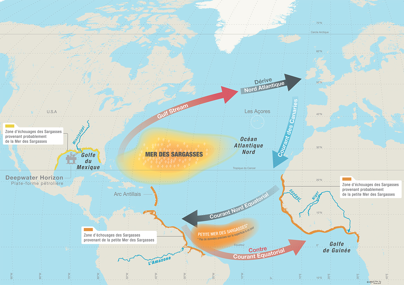 Une mer pas comme les autres La conquête des Sargasses Écologie