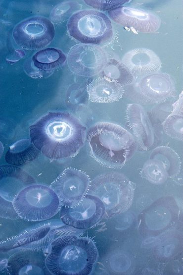 A jellyfish bloom can be massive and ephemeral. The beautiful purple color of the Aequorea forskalea stands out against the blue of the sea © M.Dagnino et F.Pacorel – Musée océanographique de Monaco