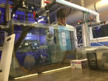 Dr Cathy Lucas working with jellyfish in the research aquarium of the National Oceanography Center of Southampton © Cathy Lucas