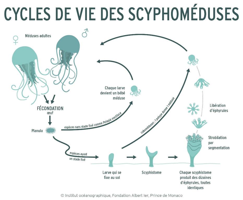 The complicated life cycle of certain species of jellyfish, such as the Aurelia aurita. Medusae swim in the water while polyps stay fixed on the seafloor. This combination associated with several opportunities to reproduce give the jellyfish a great chance at survival © Institut Océanographique, Fondation Albert 1er, Prince de Monaco