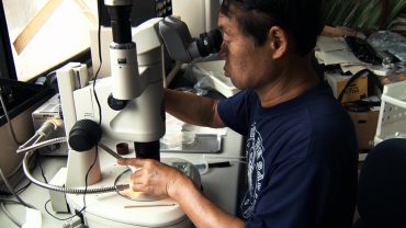 Dr Shin Kubota studies the "immortal jellyfish" at the Kyoto University, in Japan © Spira Mirabilis 