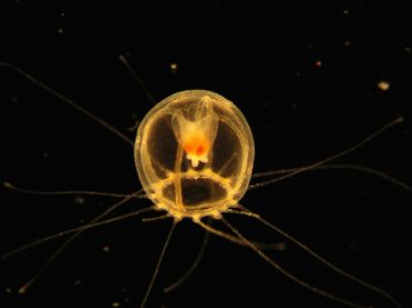 The Turritopsis dohrnii is also called the "immortal jellyfish", it can degenerate back into a polyp when under stress © Shin Kubota