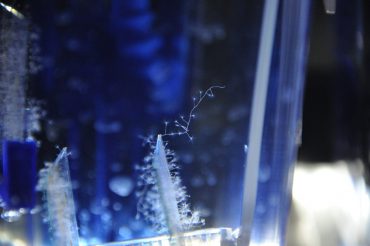 Dans les aquariums spécialisés de l'Observatoire Océanologique de Villefranche-sur-Mer, des colonies de polypes sont étudiées © Andy Guinand / OCEAN71 Magazine