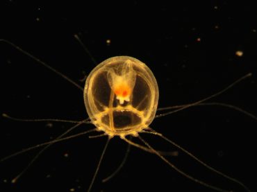 La Turritopsis dohrnii est plus communément appelée "méduse immortelle". Elle peut dégénérer en polype quand elle est soumise à un stress important © Shin Kubota